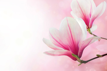 Obraz na płótnie Canvas Magnolia flowers spring blossom background