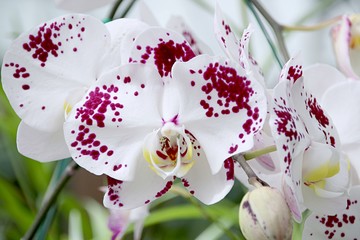 Orchid