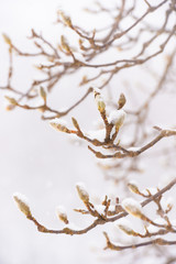 Snowfall and Winter Tree,in Gokayama,Toyama,Japan