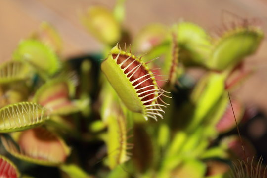 venus fly trap