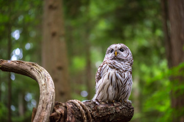 owl