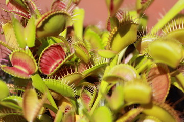 venus fly trap