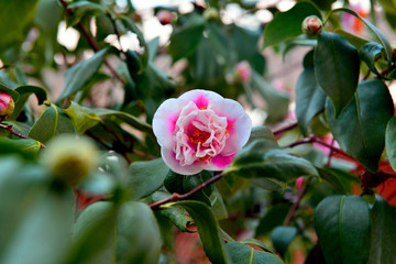 大分農業文化公園の早春の花
