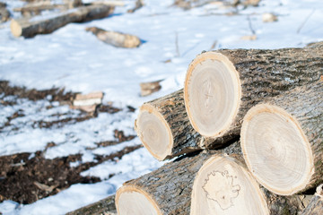 Black Ash Logs Cut in Winter