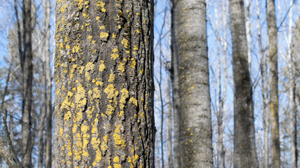 Yellow Lichen on Trembling Aspen