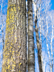 Lichen Covered Aspen in Winter