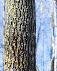 Closeup of Quaking Aspen