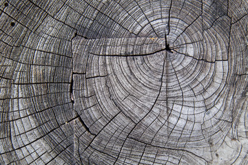 Cracked wood texture background