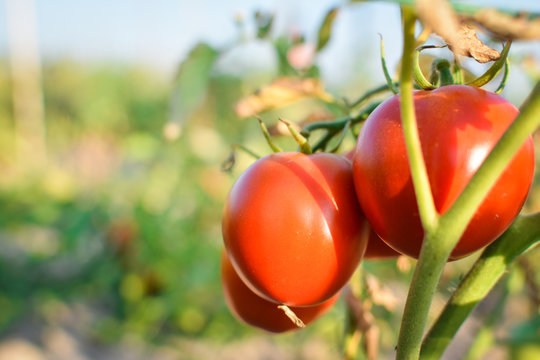 Fresh red tomatoes on plant in farm
