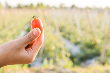 Hand holding fresh red tomatoes in farm