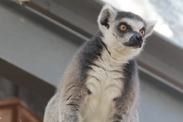 ワオキツネザル