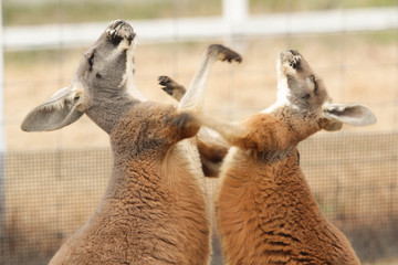 カンガルー © 健太郎 吉田