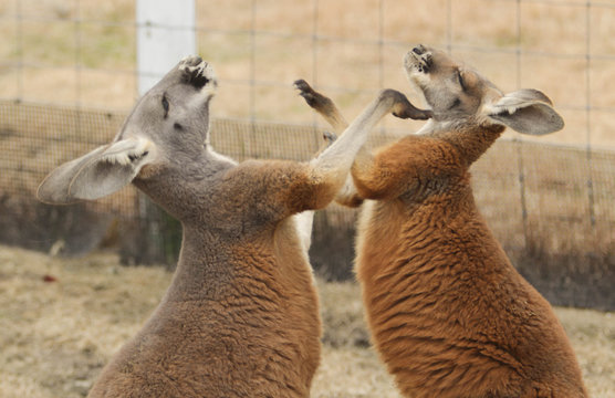 カンガルー の画像 18 402 件の Stock 写真 ベクターおよびビデオ Adobe Stock