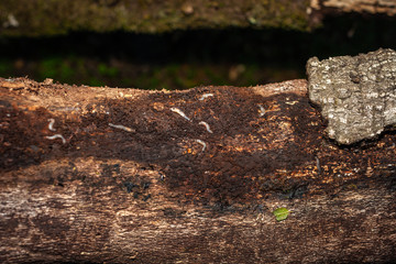 Larvae on branch