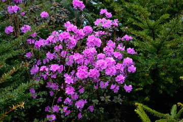 Obraz premium Ledum among the spruces in Spring