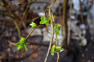 Fresh leaves on trees