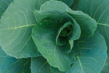 The young cabbage in an organic farm