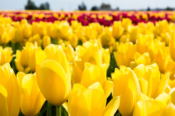 Rows of yellow and red tulips growing on fields in Washington state