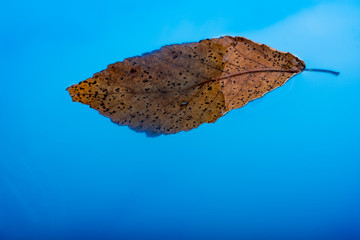 Gold color dry leaf placed in blue water