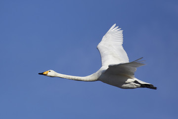 Whooper swan (Cygnus cygnus)