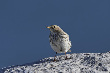 Water pipit (Anthus spinoletta)