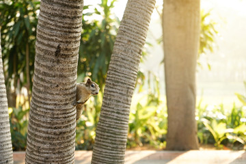 Squirrel held out of the tree with suspicion.