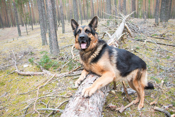Dog german shepherd in the forest