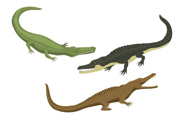 Obraz premium Cartoon green crocodile danger predator and australian wildlife river reptile carnivore alligator with scales teeth flat vector illustration.