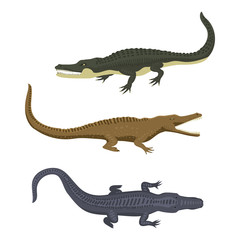 Fototapeta premium Cartoon green crocodile danger predator and australian wildlife river reptile carnivore alligator with scales teeth flat vector illustration.