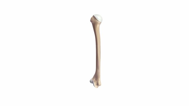 Humerus 