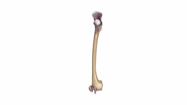 Femur with Ligaments