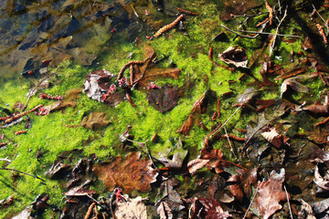 Naklejka na ściany i meble Swamp algae with dried brown leaves