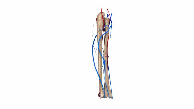 Radius and Ulna with Ligaments, arteries  and  Veins