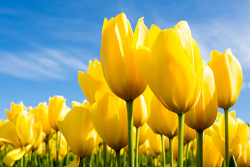Yellow tulips growing on a field against blue sky