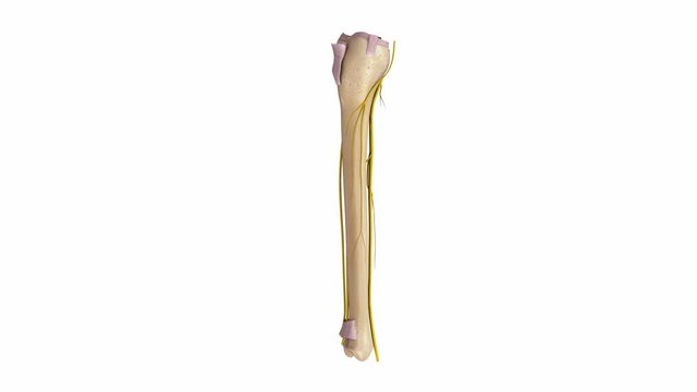 Tibia and Fibula with  Ligaments Arteries Veins