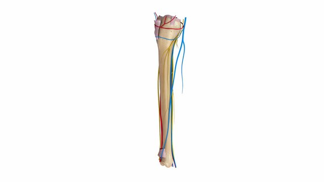 Tibia and Fibula with  Ligaments Arteries Veins