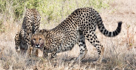 Cheetah