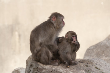 さるの親子