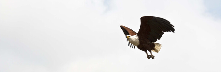 African Fish Eagle