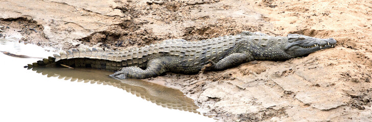 Crocodile