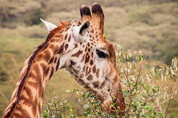 Young Giraffe Eating from the Top of a Tree