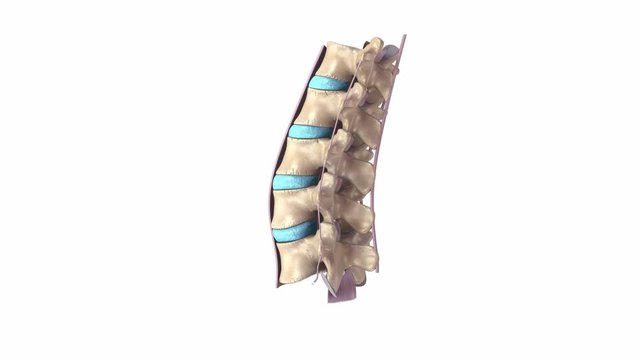 Lumbar spine with Ligaments