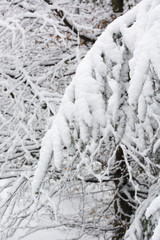Beautifully snowy tree branch.