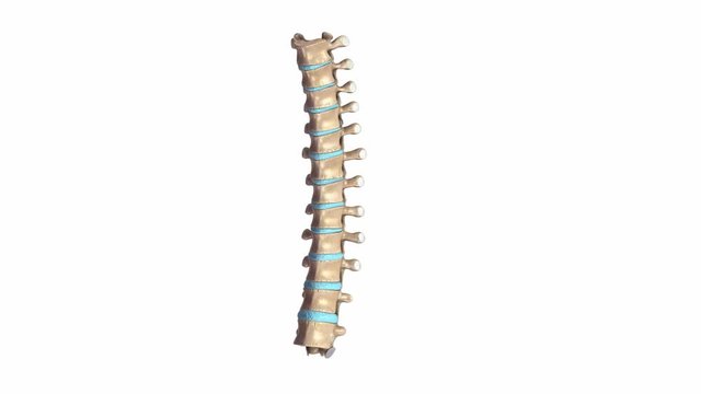 Thoracic spine 
