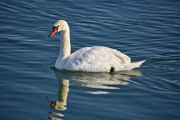 Swan on a river