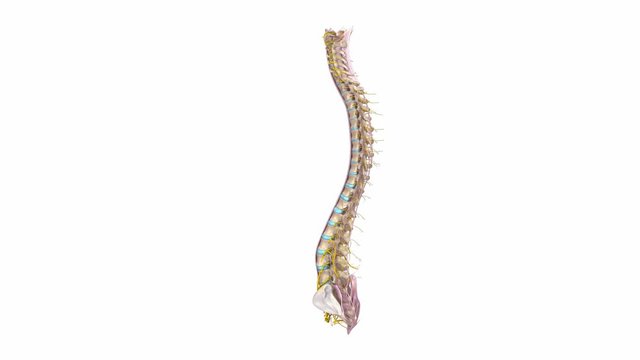 Vertebral spine with Ligaments and nerves