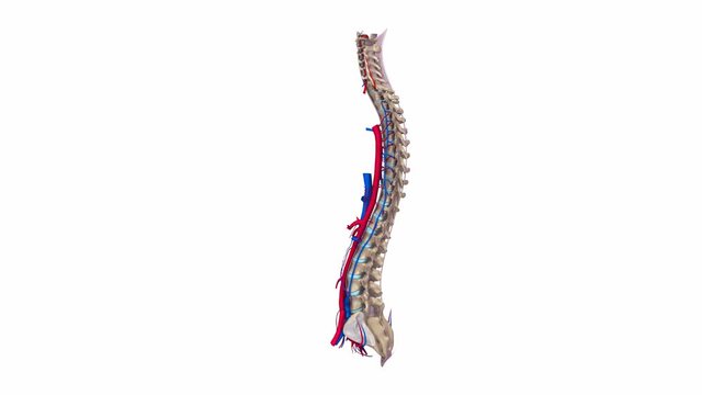 Vertebral spine with Ligaments, veins  and arteries