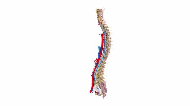 Vertebral spine with Ligaments, veins, nerves  and arteries