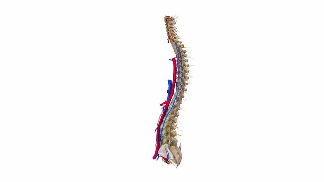 Vertebral spine with nervess, veins  and arteries