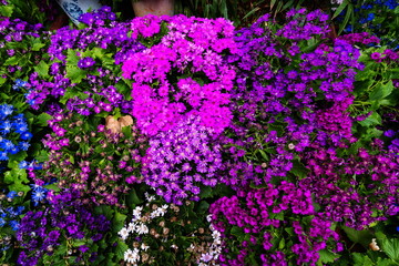 Fototapeta premium Chrysanthemum flowers